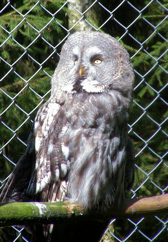 Bennas2010-0377.jpg - The Great Grey Owl